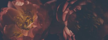 Siyah üzerine kırmızı şakayık demeti resmi. Çiçekçi dekorasyonu. Çiçek arkaplan. Barok eski moda fotoğraf. Doğal çiçek desenli duvar kağıdı veya tebrik kartı