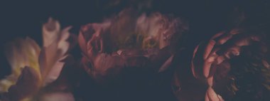 Siyah üzerine kırmızı şakayık demeti resmi. Çiçekçi dekorasyonu. Çiçek arkaplan. Barok eski moda fotoğraf. Doğal çiçek desenli duvar kağıdı veya tebrik kartı