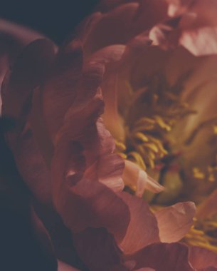 Siyah üzerine kırmızı şakayık demeti resmi. Çiçekçi dekorasyonu. Çiçek arkaplan. Barok eski moda fotoğraf. Doğal çiçek desenli duvar kağıdı veya tebrik kartı