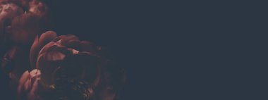 Siyah üzerine kırmızı şakayık demeti resmi. Çiçekçi dekorasyonu. Çiçek arkaplan. Barok eski moda fotoğraf. Doğal çiçek desenli duvar kağıdı veya tebrik kartı