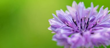 Mor bir çayır çiçeğinin yakın plan fotoğrafı. Çiçek arkaplan veya duvar kağıdı