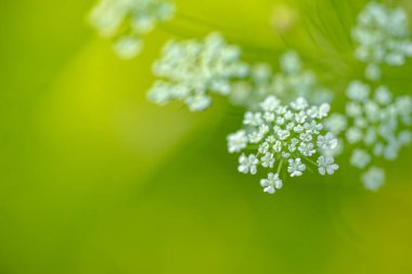 Beyaz bir çayır çiçeğinin yakın plan fotoğrafı. Çiçek arkaplan veya duvar kağıdı