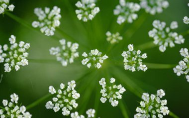 Beyaz bir çayır çiçeğinin yakın plan fotoğrafı. Çiçek arkaplan veya duvar kağıdı