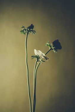 Koyu yeşil duvarda bir buket kır çiçeği. Çiçek arka planı