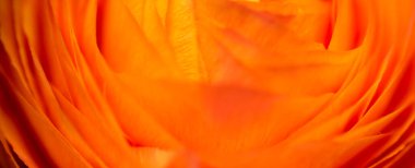 Güzel kırmızı çiçeğin klasik görüntüsünü kapat. Çiçekçi dekorasyonu. Çiçeklerin soyut bir geçmişi var. Doğal çiçek duvar kağıdı ya da tebrik kartı. Makro görünüm