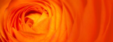 Güzel kırmızı çiçeğin klasik görüntüsünü kapat. Çiçekçi dekorasyonu. Çiçeklerin soyut bir geçmişi var. Doğal çiçek duvar kağıdı ya da tebrik kartı. Makro görünüm