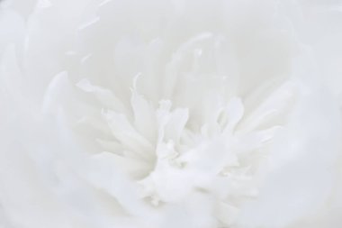 Güzel beyaz piyonun klasik görüntüsünü kapat. Çiçekçi dekorasyonu. Çiçeklerin soyut bir geçmişi var. Doğal çiçek duvar kağıdı ya da tebrik kartı. Makro görünüm