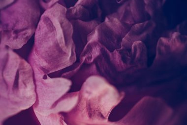 Güzel koyu pembe piyonun klasik görüntüsünü kapat. Çiçek süsleme fotoğrafı. Çiçek arkaplan. Barok eski moda tarzında. Doğal çiçek duvar kağıdı ya da tebrik kartı. Makro görünüm