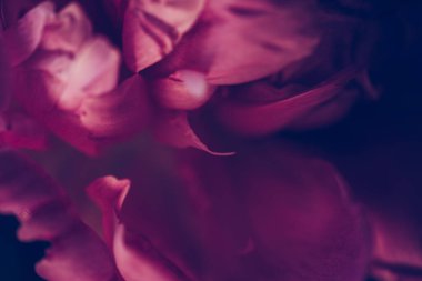 Güzel koyu pembe piyonun klasik görüntüsünü kapat. Çiçek süsleme fotoğrafı. Çiçek arkaplan. Barok eski moda tarzında. Doğal çiçek duvar kağıdı ya da tebrik kartı. Makro görünüm