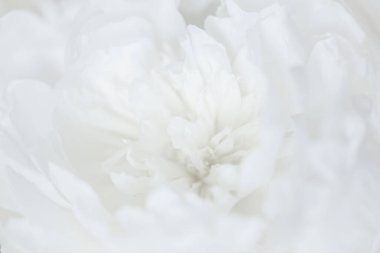 Güzel beyaz piyonun klasik görüntüsünü kapat. Çiçekçi dekorasyonu. Çiçeklerin soyut bir geçmişi var. Doğal çiçek duvar kağıdı ya da tebrik kartı. Makro görünüm