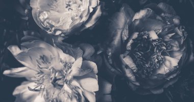 Güzel şakayıklardan oluşan bir buket. Çiçekçi dekorasyonu. Çiçek arkaplan. Siyah ve beyaz barok eski moda bir imaj. Doğal çiçek desenli duvar kağıdı veya tebrik kartı