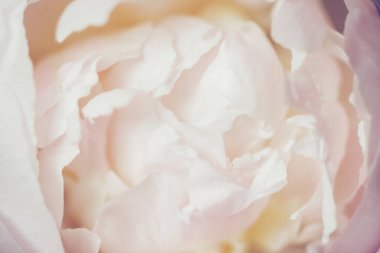 Güzel pembe piyonun klasik görüntüsünü kapat. Çiçek süsleme fotoğrafı. Çiçek arkaplan. Barok eski moda tarzında. Doğal çiçek duvar kağıdı ya da tebrik kartı. Makro görünüm