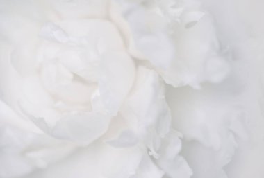 Güzel beyaz piyonun klasik görüntüsünü kapat. Çiçekçi dekorasyonu. Çiçeklerin soyut bir geçmişi var. Doğal çiçek duvar kağıdı ya da tebrik kartı. Makro görünüm