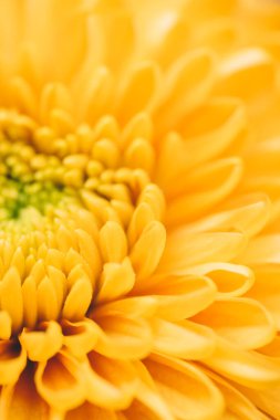 Sarı çiçeğin, çiçek arkaplanının, soyut yaz konsepti duvar kağıdının resmini kapat