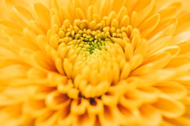 Sarı çiçeğin, çiçek arkaplanının, soyut yaz konsepti duvar kağıdının resmini kapat