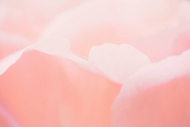 Pastel pembe çiçeğin yakın plan resmi, çiçek arkaplanı, soyut yaz konsepti duvar kağıdı