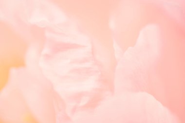 Pastel pembe çiçeğin yakın plan resmi, çiçek arkaplanı, soyut yaz konsepti duvar kağıdı