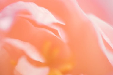 Pastel pembe çiçeğin yakın plan resmi, çiçek arkaplanı, soyut yaz konsepti duvar kağıdı