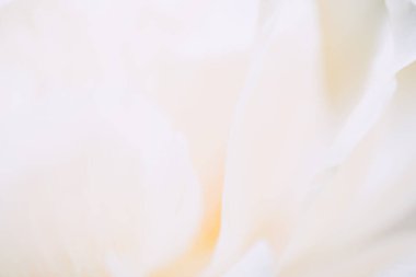 Beyaz çiçeğin, çiçek arkaplanının, soyut yaz konsepti duvar kağıdının resmini kapat