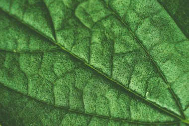 Yaz arkaplanı için yeşil yaprak dokuyu kapat