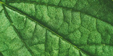 Yaz arkaplanı için yeşil yaprak dokuyu kapat