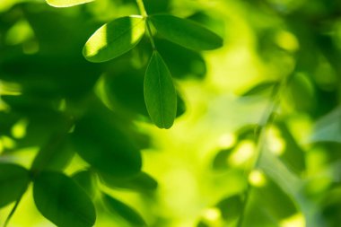 Bulanık yeşil arkaplanda yeşil yaprağın yakın görüntüsü, duvar kağıdı, ekoloji ve yaz konseptini kullanarak doğal yeşil bitkilerin manzarası