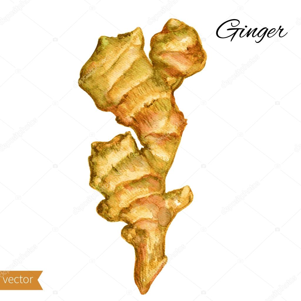 Fresh watercolor ginger root. Hand draw ginger illustration. Spices vector object isolated on