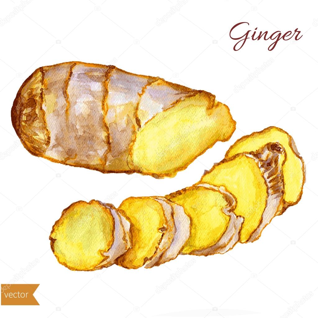 Ginger watercolor illustration isolated on white background — Stock