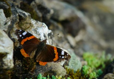 Kelebek arka planı odaklanmamış bir kayaya kondu.
