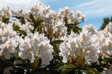 Çiçekler, Babite, dökül.