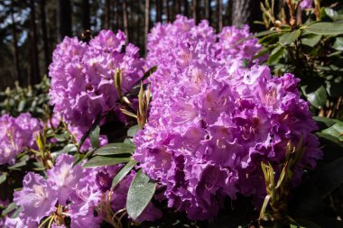 Orman çiçekleri, Babite.