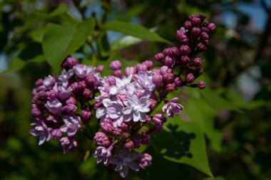 Mor leylak, Dobele, yaz.