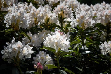 Çiçekler, Babite, dökül.