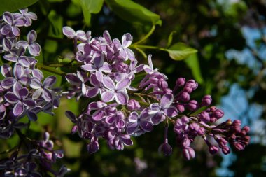 Mor leylak, Dobele, yaz.