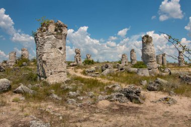 Güneş günü, Bulgaristan, taş orman