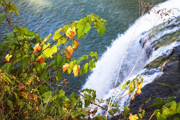 瀑布背景下的秋叶 — 图库照片