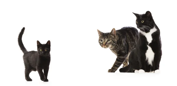 Két macska és cica — Stock Fotó