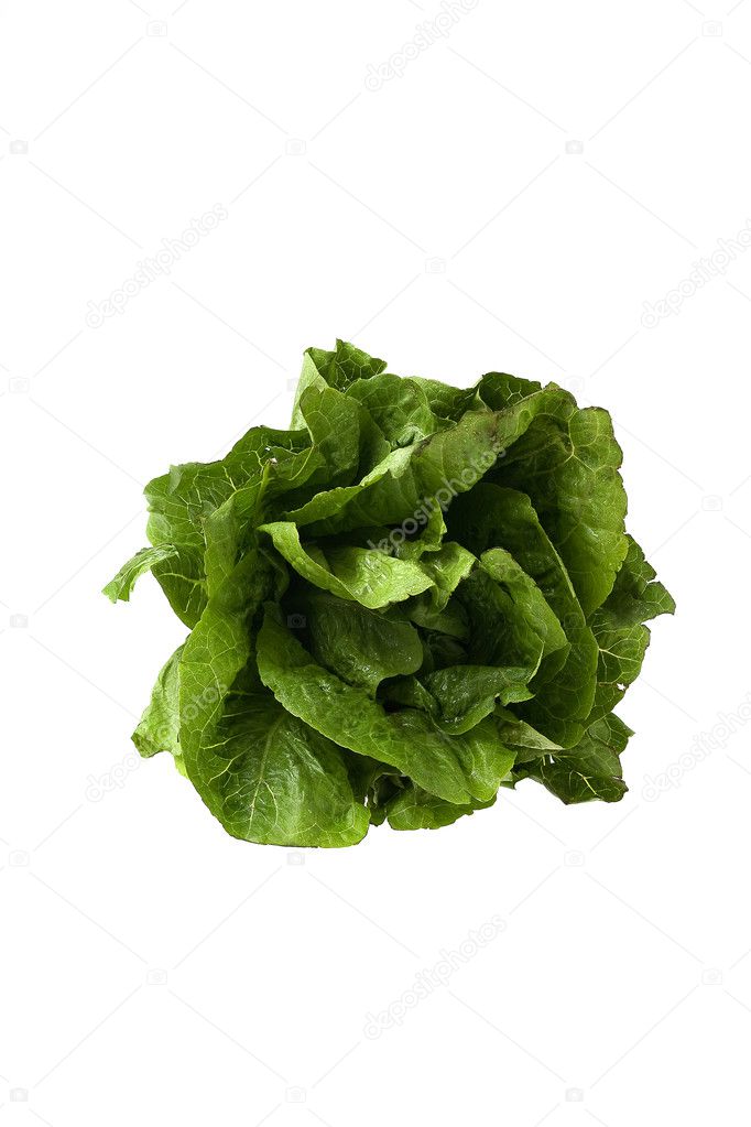 Head of Romaine Lettuce on a White Background