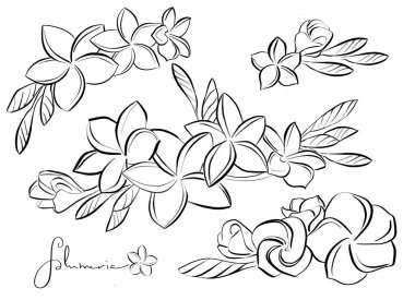 Bir dalda çiçek açan çiçek tomurcukları ve ayrı ayrı. İzole çizimler, çizimler, siyah-beyaz çiçek çizimleri.