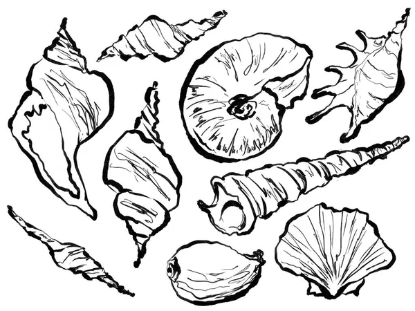 One line drawing of seashells, black and white sketch — Stock Photo, Image