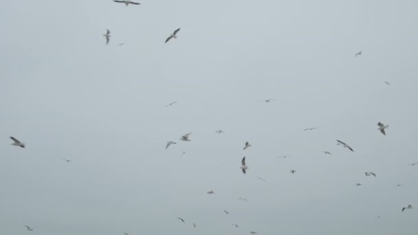 Muchas aves dando vueltas en el cielo, aves del aire. Las gaviotas se elevan, en cámara lenta — Vídeo de stock