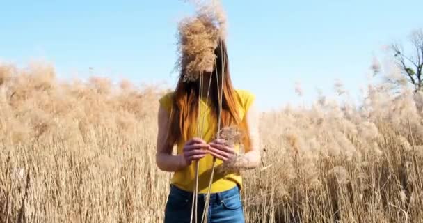 Сухий очерет у жіночих руках, дівчина ховає обличчя за очеретом, жовтим полем, прозорим блакитним небом, середніми кадрами, у повільному русі — стокове відео