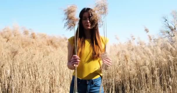 Menina cobre o rosto atrás dos juncos, que ela segura em duas mãos, campo de junco amarelo, céu azul claro, metragem média, em câmera lenta — Vídeo de Stock