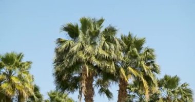 Rüzgarda sallanan palmiye ağaçları, sallanan yapraklar, açık güneşli bir gün, mavi gökyüzü, yavaş çekim, orta çekim