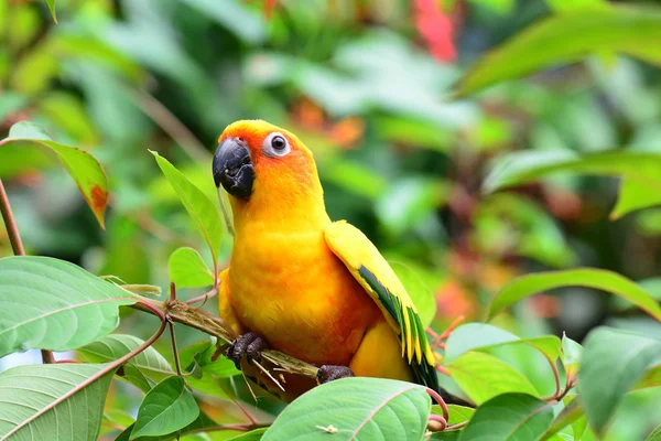 Zon papegaaiachtigen parrot — Stockfoto