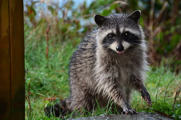 Raton laveur posant pour sa photo dans l'espoir d'un peu de nourriture . — Photo