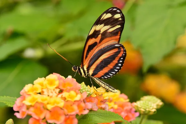 Isabella Tiger πεταλούδα longwing — Φωτογραφία Αρχείου
