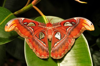 Dünyanın en büyük güve, Atlas Moth