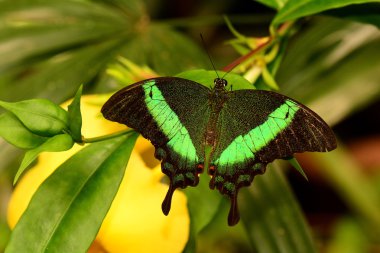 Zümrüt Swallowtail kelebek bahçelerde toprakları.