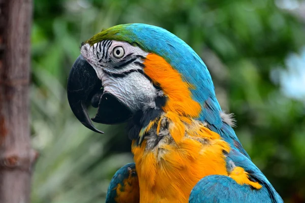 Retrato de arara sul-americana . — Fotografia de Stock